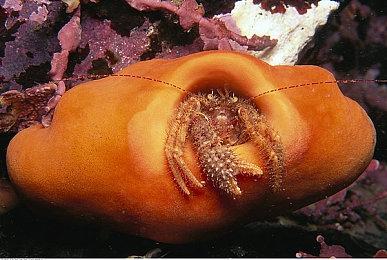 《星露谷物语》作者喜欢《小丑牌》 近期沉迷其中